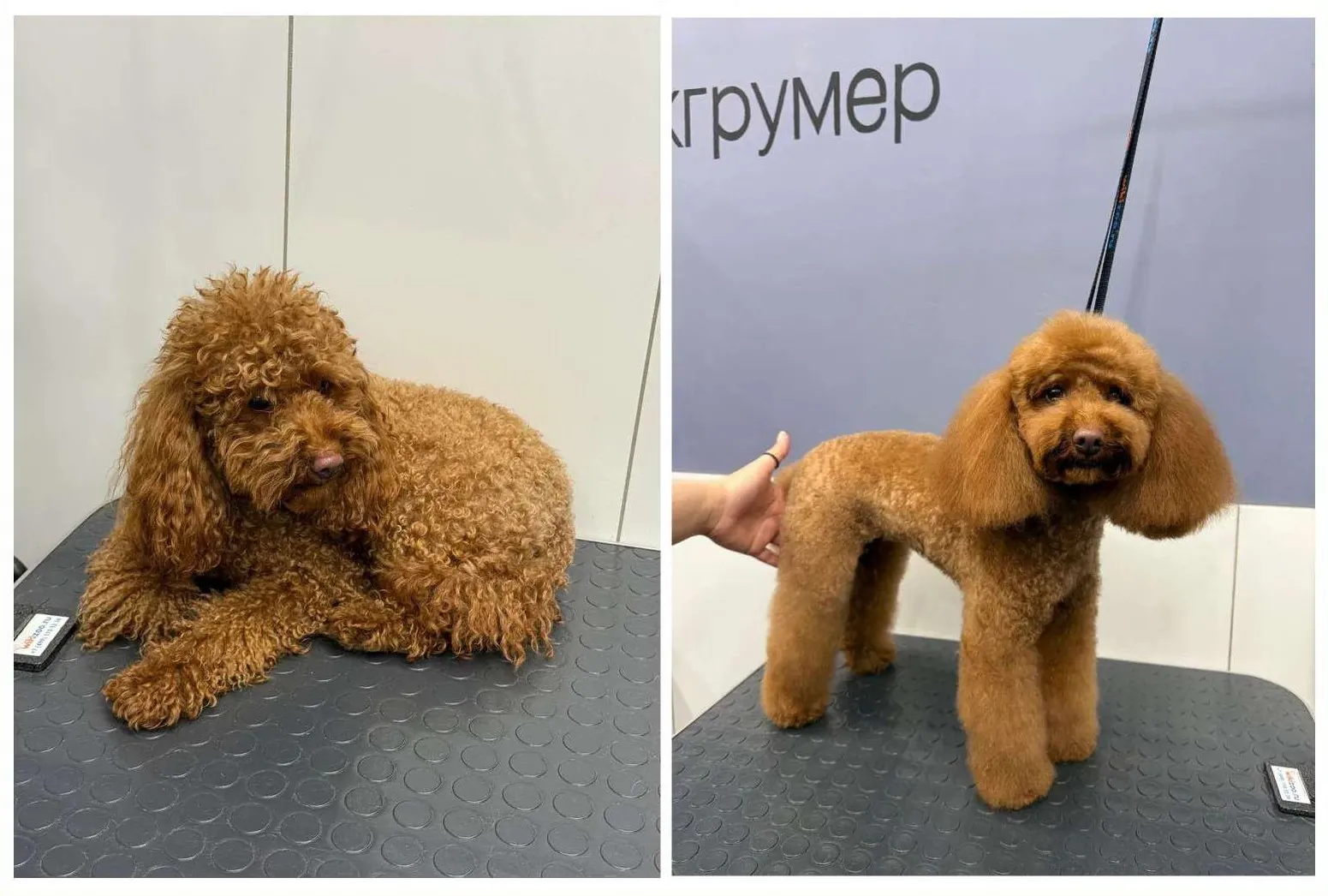 До и после груминга